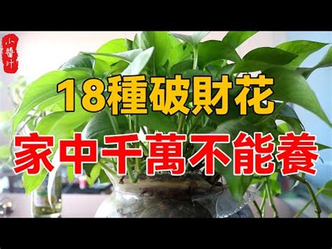 萬年青放門口|萬年青擺放風水禁忌 家庭植物風水選擇